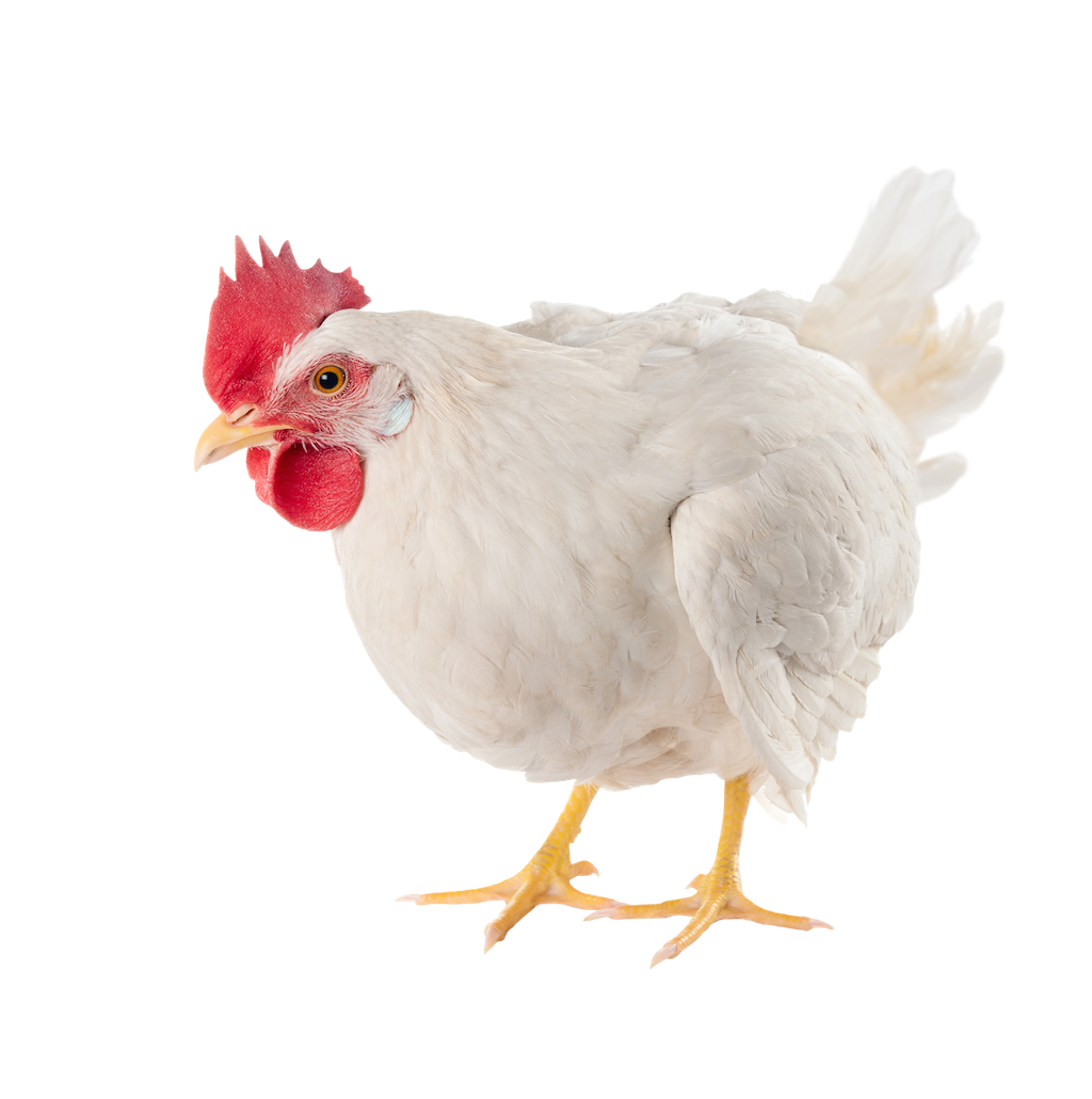 Live full-grown chicken